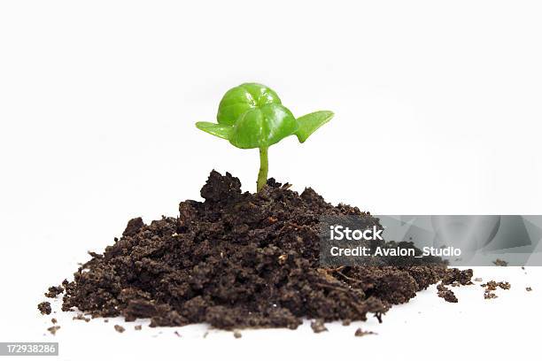 Planta Jovemmanjericão - Fotografias de stock e mais imagens de Agricultura - Agricultura, Botânica - Ciência de plantas, Branco