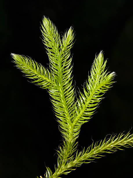 숫사슴 왜고너의-집음기 clubmoss - clubmoss 뉴스 사진 이미지