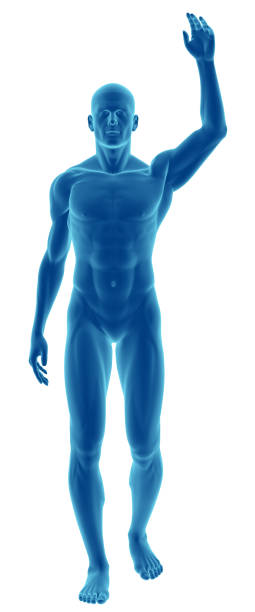 istock Human body of a man with arm over his head 172938349