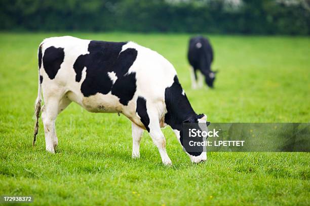 Корова — стоковые фотографии и другие картинки Домашний скот - Домашний скот, Корова, Без людей