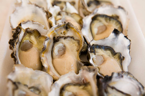 Oysters stock photo