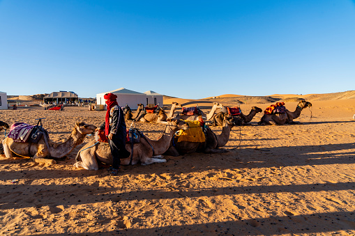 Tourist enjoy desert safari camel ride at Thar desert Jaisalmer, Rajasthan, India at sunset.