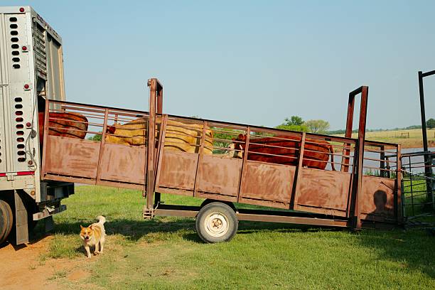 Agriculture: Loading Cattle from corral to truck stock photo