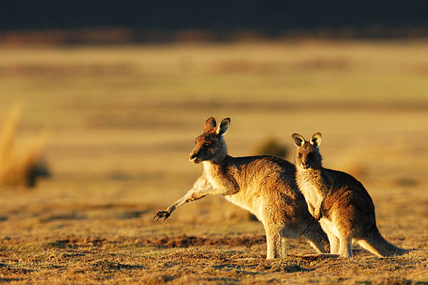 Kangaroos are in the evening at Narawntapu national park in TasmaniaRelated images: