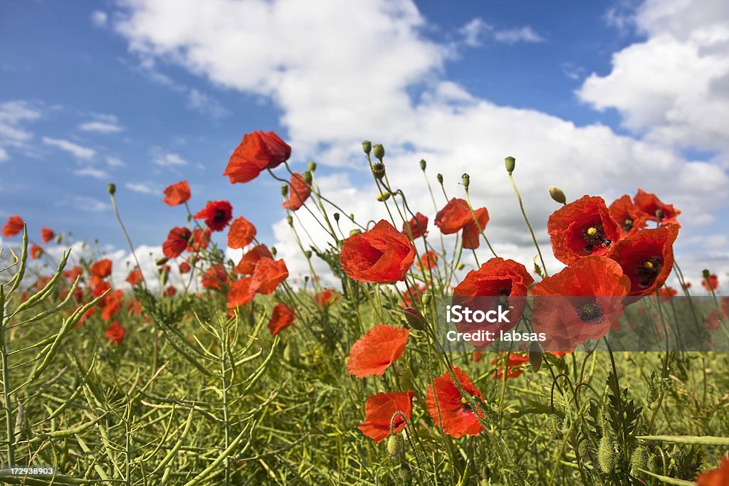 Papoila vermelha flores sobre o céu azul com nuvens brancas. - Royalty-free Ao Ar Livre Foto de stock