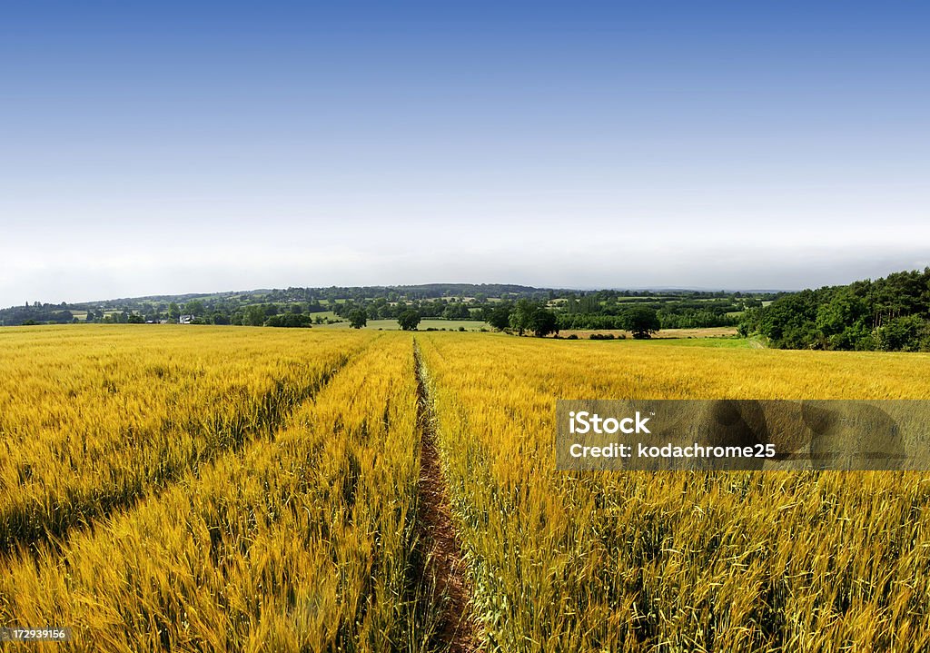 farmland - Photo de Agriculture libre de droits