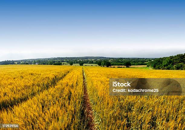 Photo libre de droit de Farmland banque d'images et plus d'images libres de droit de Agriculture - Agriculture, Angleterre, Blé