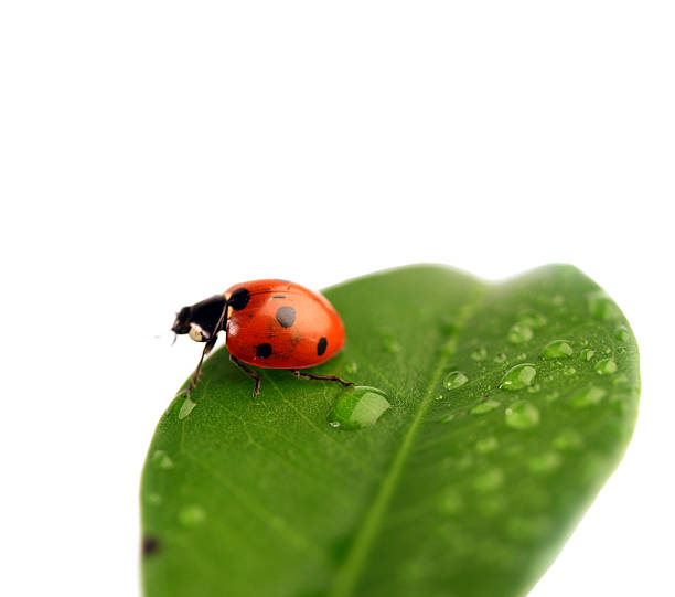 coccinelle sur une feuille - ladybug moving up single flower close to photos et images de collection