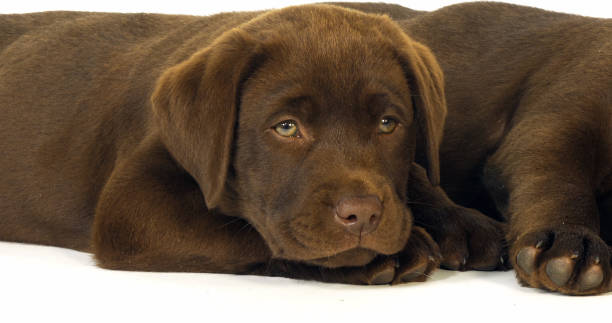 istock Brown Labrador Retriever, Puppies on White Background, Sleeping, Normandy 1729392024