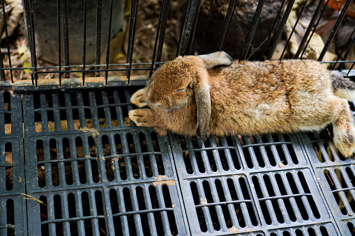Picture of baby brown rabbits resting in a cage at an animal farm.