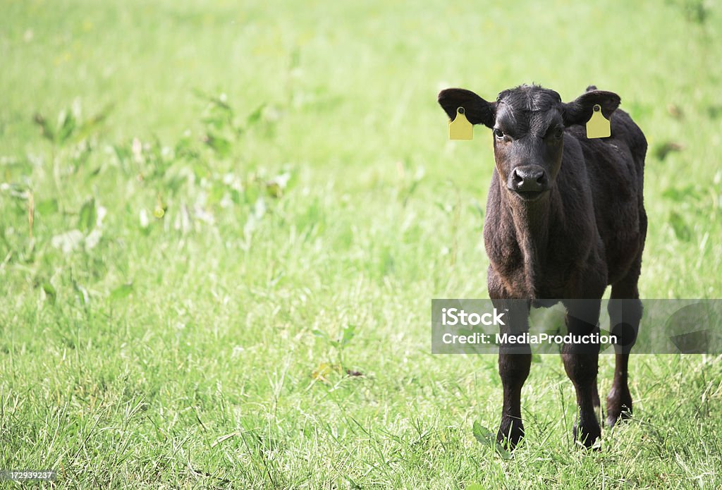 Calf Calf on green field Agricultural Field Stock Photo