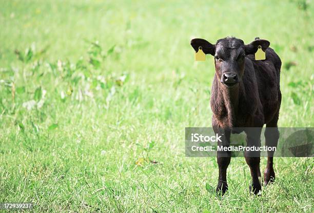Calf Stock Photo - Download Image Now - Agricultural Field, Agriculture, Animal