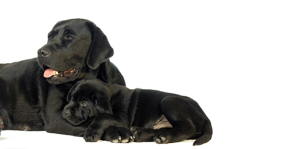 black Labrador Retriever, Bitch and Puppy on White Background, Normandy