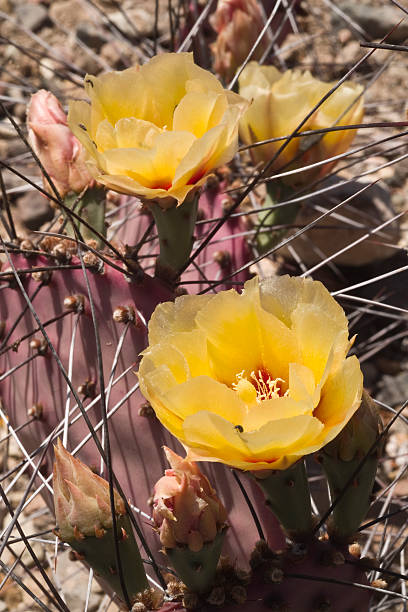 istock Burgundy Colored Prickly Pear with Yellow Blossoms 172939281