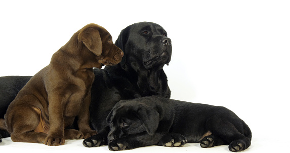Brown and black Labrador Retriever, Bitch and Puppies on White Background, Normandy