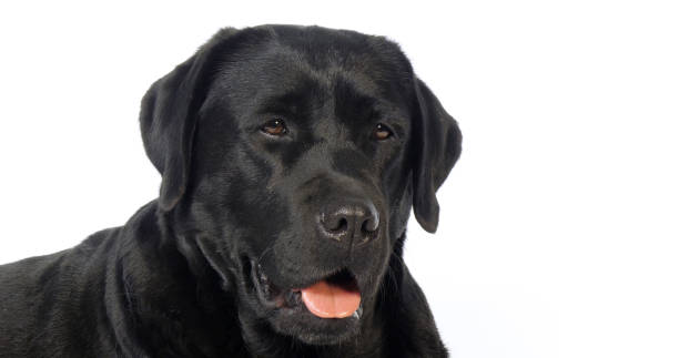 istock black Labrador Retriever, Portrait of Bitch on White Background, Normandy 1729393129
