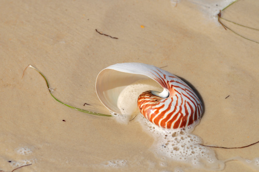 Chambered nautilus in the sand.