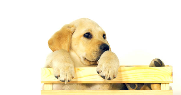 istock Yellow Labrador Retriever, Puppy Playing in a Box on White Background, Normandy 1729393683
