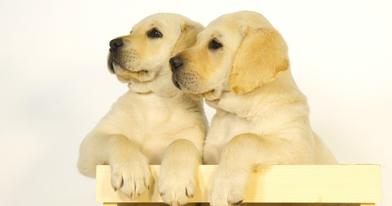 Yellow Labrador Retriever, Puppies Playing in a Box on White Background, Normandy