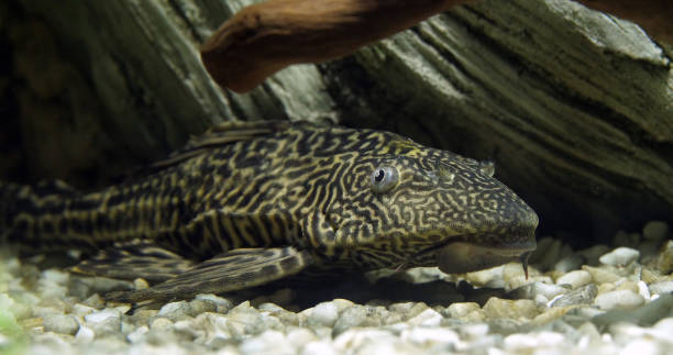 Suckermouth Catfish, hypostomus plecostomus, Freshwater Aquarium Fish Suckermouth Catfish, hypostomus plecostomus, Freshwater Aquarium Fish loricariidae stock pictures, royalty-free photos & images