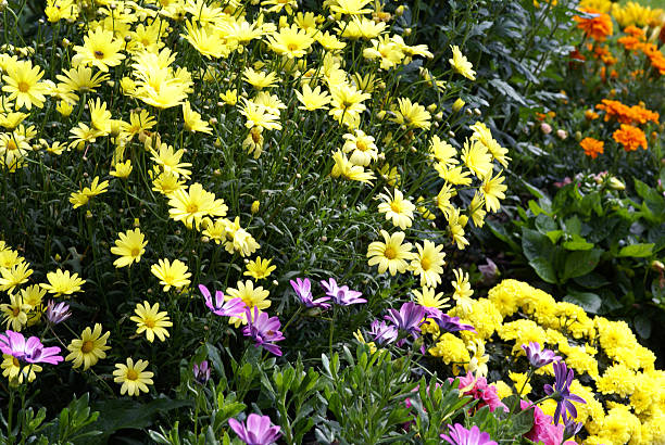 istock Colorful bedflowers 172939534