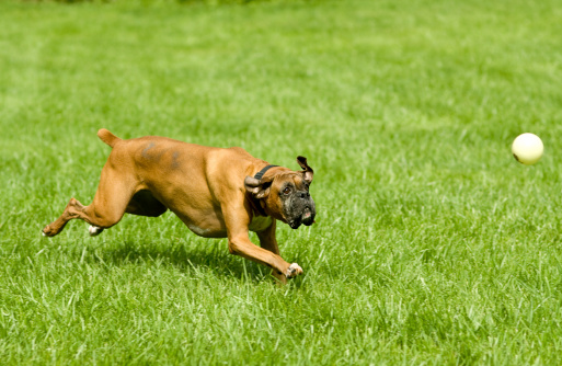 A Boxer chasing a ball.  He is very focused on his task.