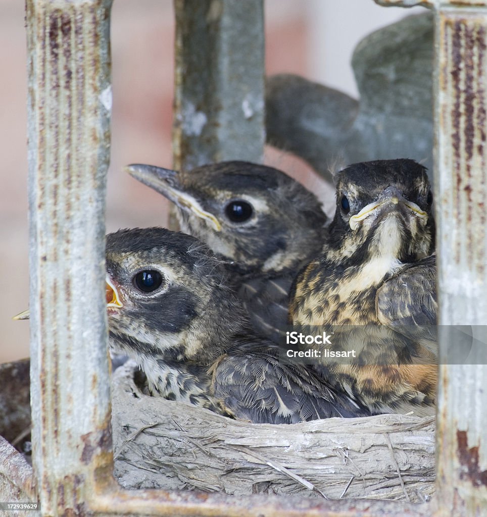 Bebê Outgrowing seu ninho de pássaros - Foto de stock de Animal royalty-free