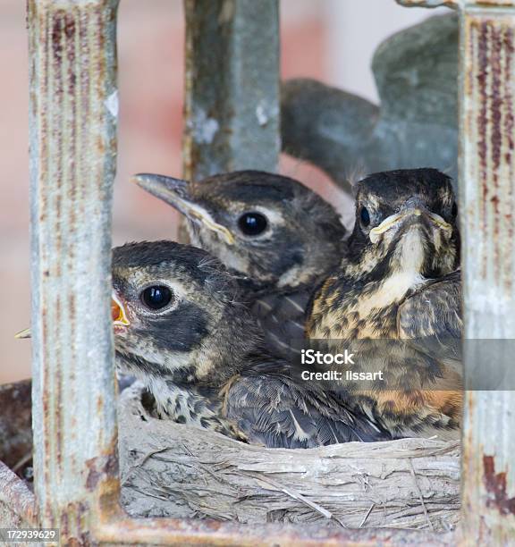 Foto de Bebê Outgrowing Seu Ninho De Pássaros e mais fotos de stock de Animal - Animal, Canto de Passarinho, Começo