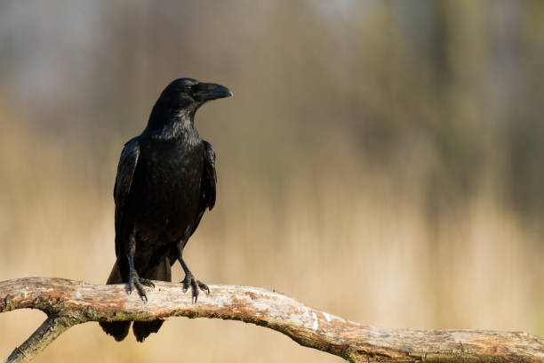 istock A beautiful raven Corvus corax, bird North Poland Europe 1729398732