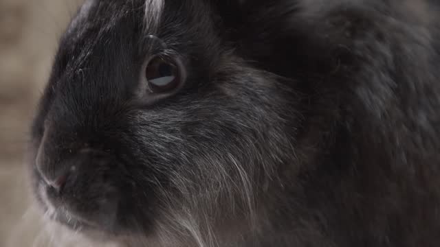 Close up of an adorable black bunny eating in the studio, pet animals, 4k