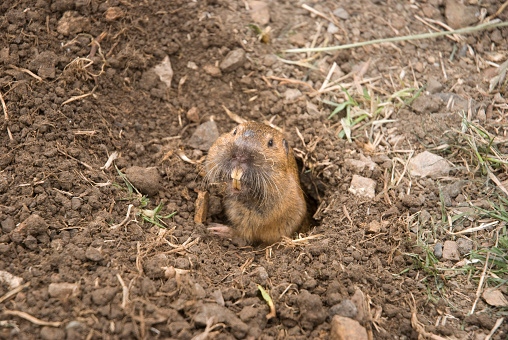 A gopher coming out of its hole and showing its teeth