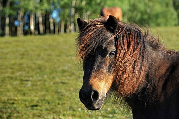 istock Horse in the morning sun 2 172940048