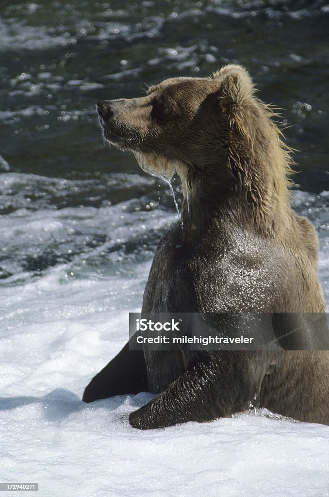 Orso dell'Alaska - Foto stock royalty-free di Acqua