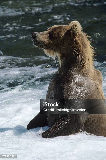 Orso Dellalaska - Fotografie stock e altre immagini di Acqua - Acqua, Alaska - Stato USA, Ambientazione esterna
