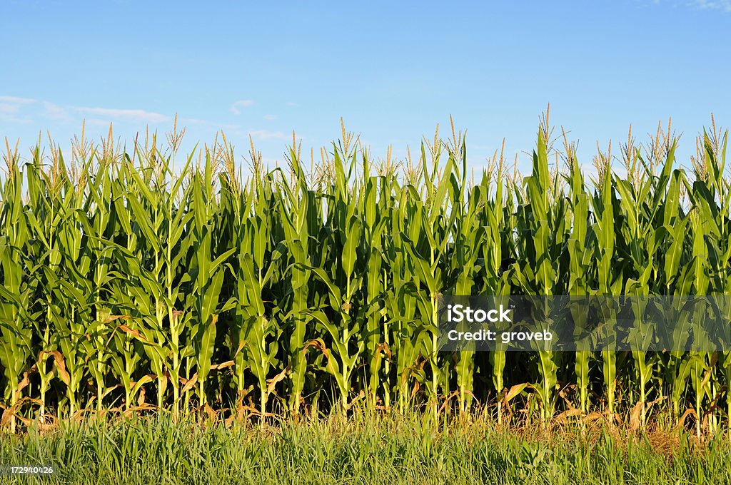 Field von gesundes Mais. - Lizenzfrei Agrarbetrieb Stock-Foto