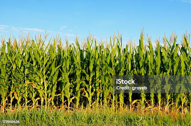Field Von Gesundes Mais Stockfoto und mehr Bilder von Agrarbetrieb - Agrarbetrieb, Energieindustrie, Ethanol