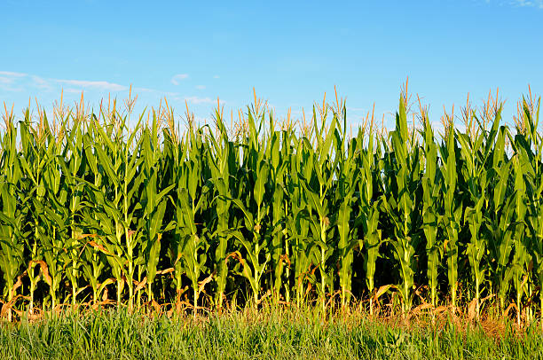 istock Field of healthly corn. 172940426
