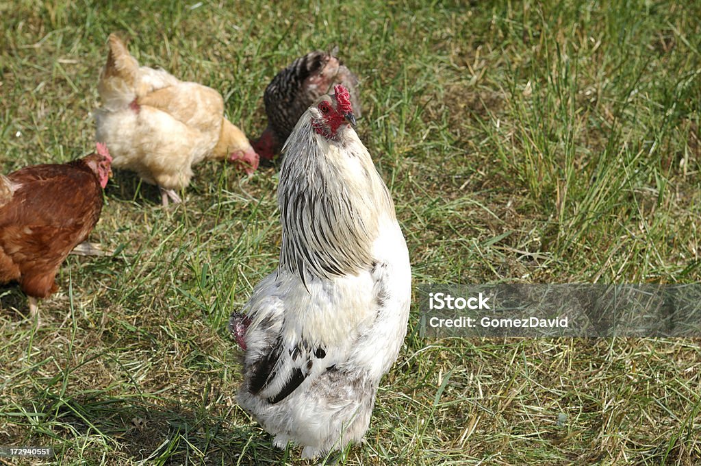 Hühnchen aus Freilandhaltung Hahnenschrei - Lizenzfrei Domestizierte Tiere Stock-Foto