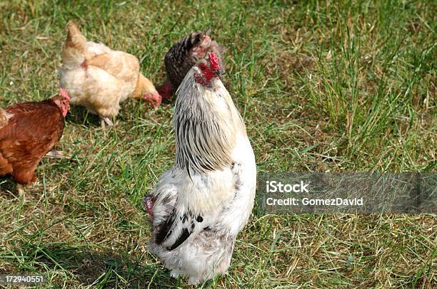 Hühnchen Aus Freilandhaltung Hahnenschrei Stockfoto und mehr Bilder von Domestizierte Tiere - Domestizierte Tiere, Essen - Mund benutzen, Farbbild