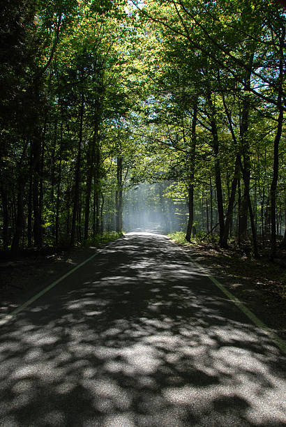 forest route - Photo