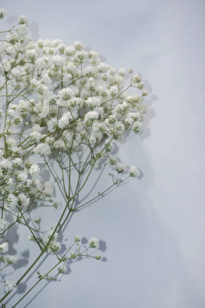 istock White baby's breath flowers on a white background. Soft focus. 1729406488