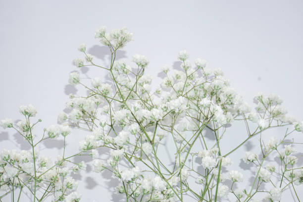 istock White baby's breath flowers on a white background. Soft focus. 1729407029