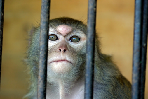 Close up of the monkey with a cancer tumour on a forehead.