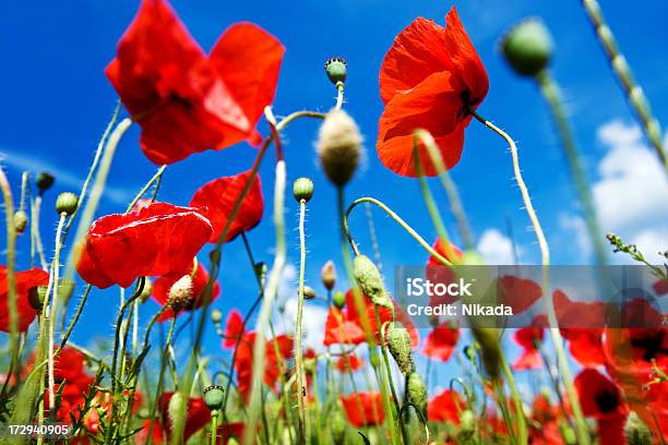 Photo libre de droit de Coquelicots Dété banque d'images et plus d'images libres de droit de Agriculture - Agriculture, Beauté, Beauté de la nature