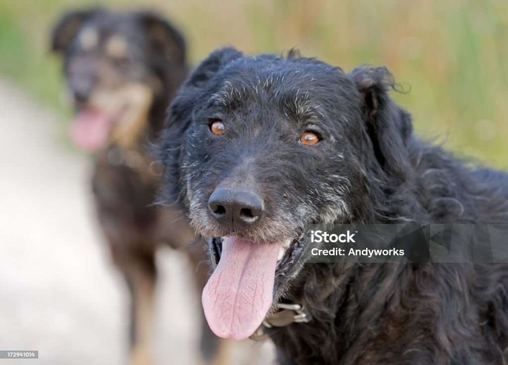 Sheepdogs - Lizenzfrei Fotografie Stock-Foto