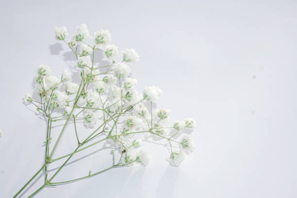 istock White baby's breath flowers on a white background. Soft focus. 1729410205