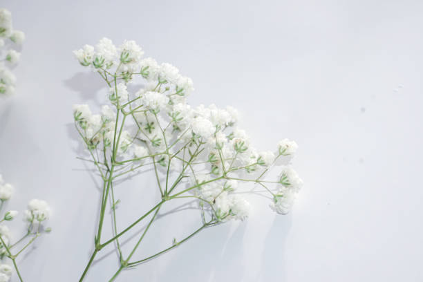 istock White baby's breath flowers on a white background. Soft focus. 1729410228