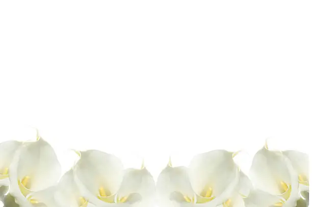 Row of calla lilies line the bottom of this flower background.