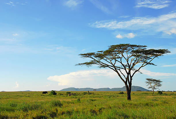 istock Acacia Tree on Serengeti Plain, Tanzania 172941078
