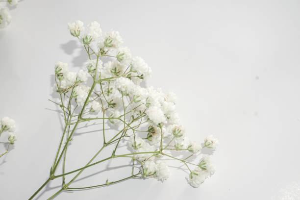 istock White baby's breath flowers on a white background. Soft focus. 1729411279